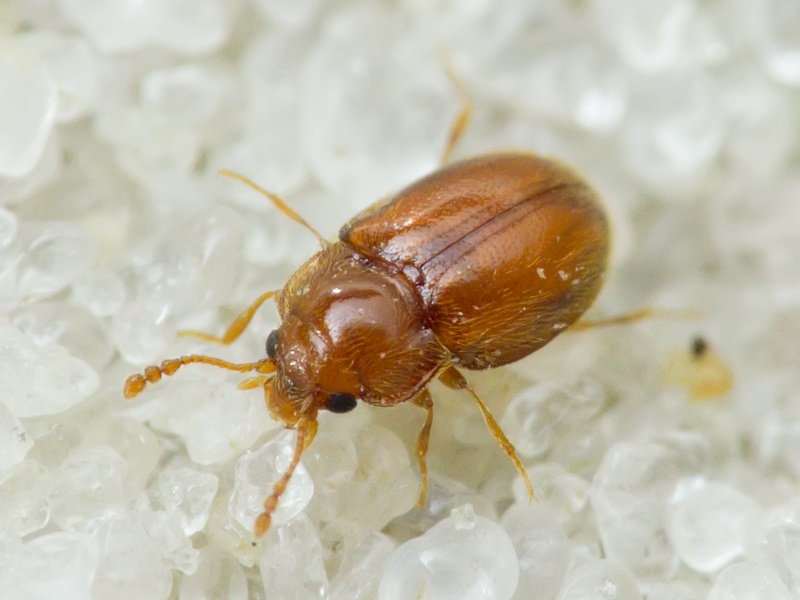 Symbiotes gibberosus (Lucas, 1849)